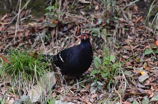 中華民國野鳥學會