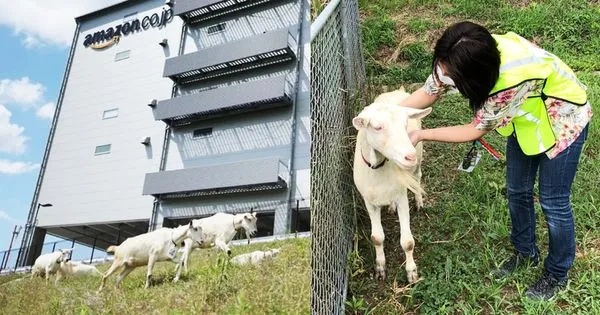 日本亞馬遜從2013年起聘請一批山羊員工，每週固定時間到公司上班負責除草，還跟人類員工一樣掛有公司識別證。（翻攝推特@AmazonJP）
