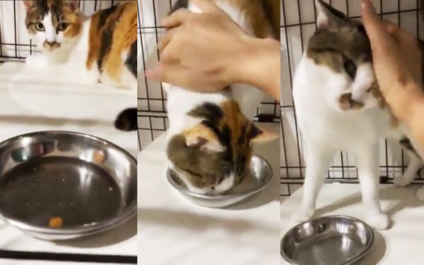 日本有位飼主拍下家中的三花貓每次吃飯都會留一顆飼料不吃，原來是想等飼主來摸摸牠看著牠吃完後，稱讚牠好棒。（圖片翻攝推特@CatApartment）
