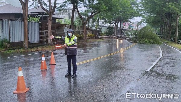 ▲▼台東台11線「東河包子」附近段路樹橫倒，一度阻斷雙向車流。（圖／台東縣警察局提供，下同）