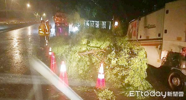 ▲「圓規」颱風外圍環流夾帶強風豪雨，桃園市龍潭區中興路九龍段等多處路樹倒塌。（圖／記者沈繼昌翻攝）