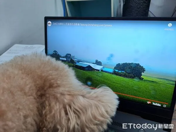 ▲天堂路新增4K即時影像，讓民眾隨時隨地都能置身稻浪中。（圖／記者楊漢聲攝）
