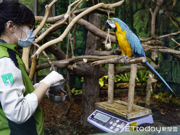 ▲▼現在量體重不用「曹沖秤象」！　動物上秤撇步大公開　。（圖／台北市立動物園授權提供）