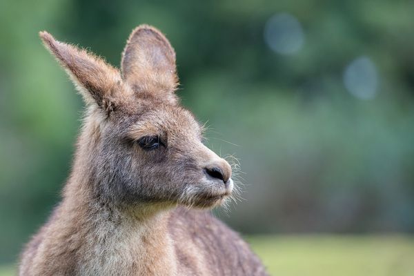 ▲東部灰袋鼠Eastern Grey kangaroos。（圖／取自免費圖庫Pixabay）