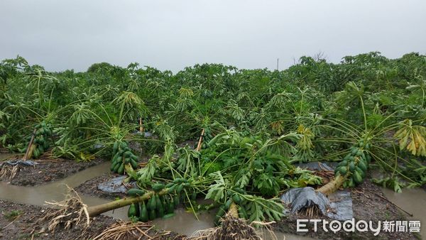 ▲木瓜被強風吹倒。（圖／記者楊漢聲翻攝）