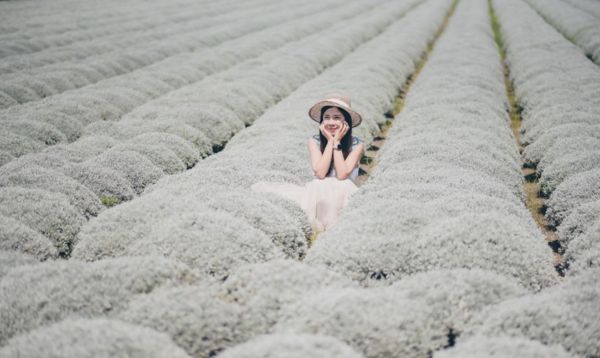 ▲▼雲林虎尾三塊厝姚正宮芙蓉草，白色波波草。（圖／IG@hsingfang20授權提供，請勿隨意翻攝）