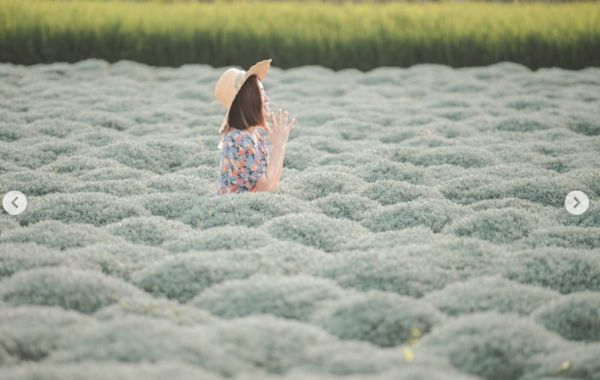 ▲▼雲林虎尾三塊厝姚正宮芙蓉草，白色波波草。（圖／IG@stitchslove授權提供，請勿隨意翻攝） 