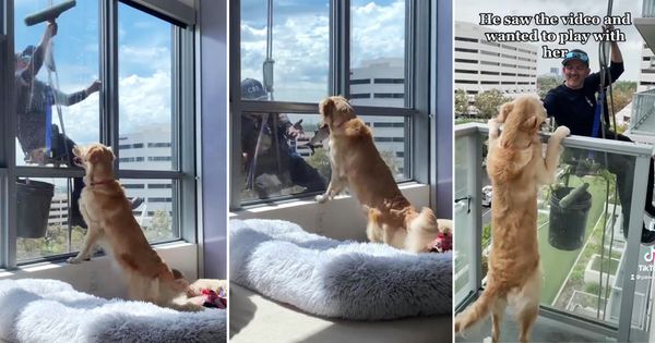 美國一隻黃金獵犬奧布里，在家看到窗外洗窗工開心的拿著心愛魚玩具想交朋友，最後如願在陽台與新朋友相見歡。（圖片翻攝IG@pawbrey_）