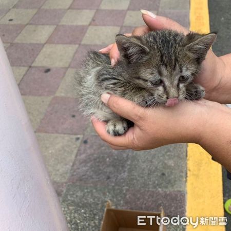 ▲爸住院撿回「垂眼衰臉貓」2天後顏值飆升　忍痛送養卻找不到家。（圖／網友周周提供）