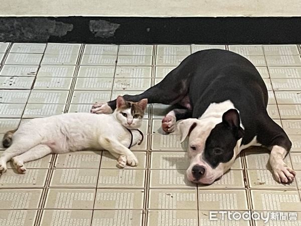 ▲比特犬咬死人引恐慌　她點出3關鍵替毛孩發聲：牠們一樣溫馴可愛。（圖／飼主陳小姐提供）