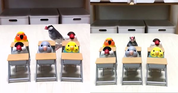 日本網友利用公仔模型，擺設小鳥學校，家中的真鳥「KINOKO」也配合地踱步進教室空位坐下。飼主拍下影片上傳推特爆紅，網友笑稱「遲到了吧！」（圖片翻攝推特@suz_kinoko）