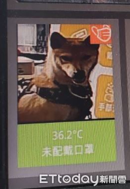 ▲▼人臉柴犬未戴口罩被偵測到。（圖／網友Wirginia Cheng授權提供）