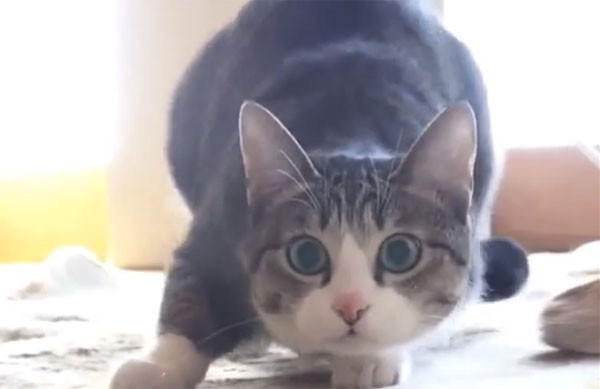 日本灰貓ohagi 猛晃屁屁萌破表1天讚破20萬 Ettoday寵物雲 Ettoday新聞雲