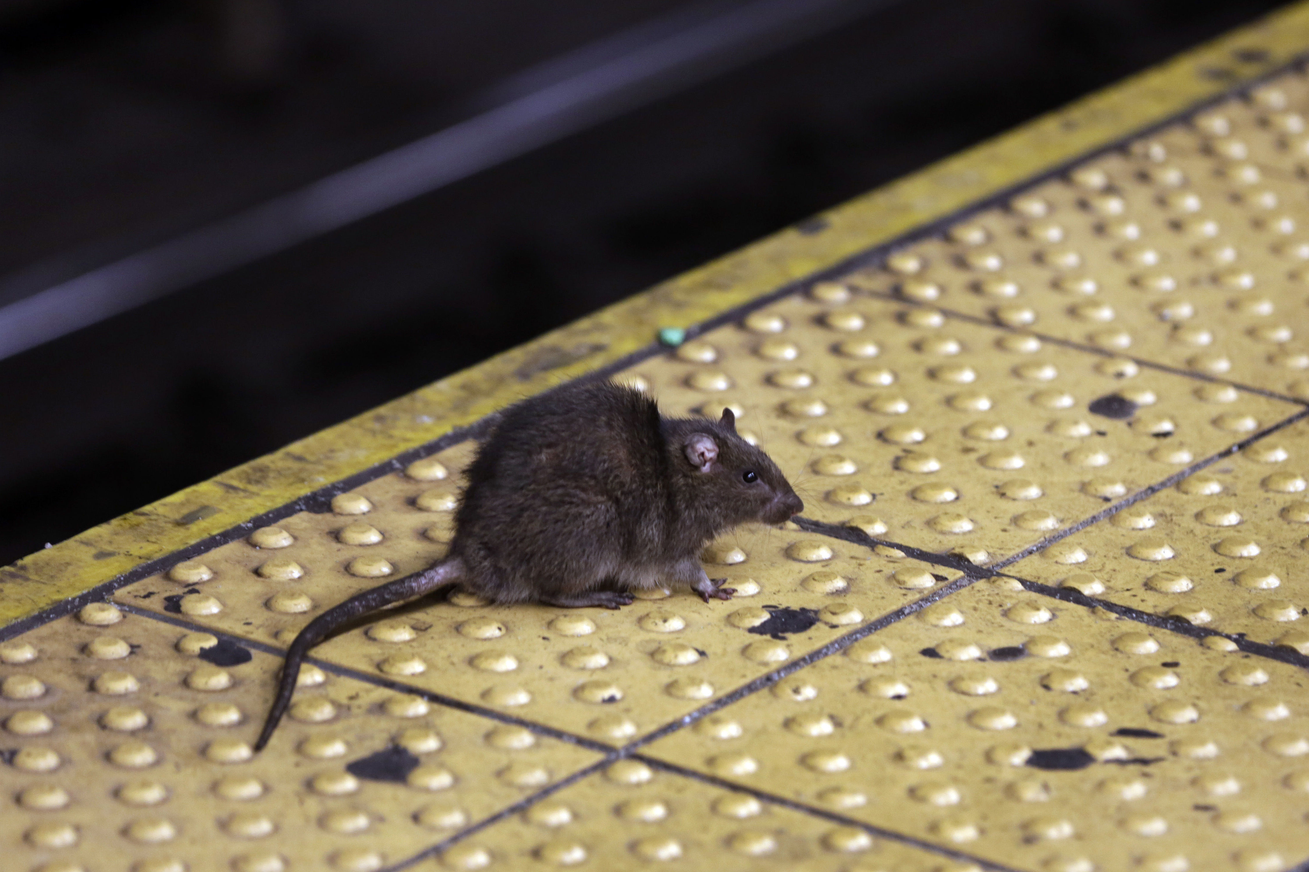 ▲▼美國紐約時報廣場地鐵站月台上的老鼠。（圖／達志影像／美聯社）