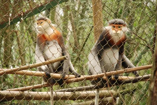 白臂葉猴。（圖／翻攝自Education for Nature - Vietnam (ENV)）