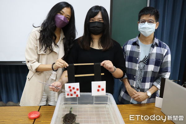 ▲▼台師大發現烏龜優異數感能力媲美巨猿。（圖／台師大提供）