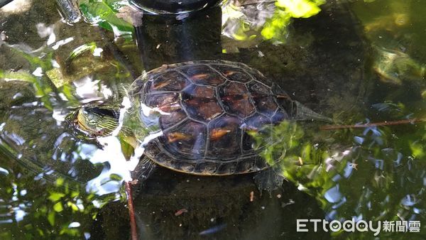 ▲▼台師大發現烏龜優異數感能力媲美巨猿。（圖／台師大提供）
