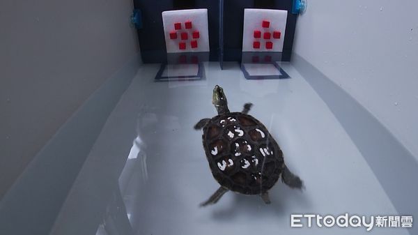 ▲▼台師大發現烏龜優異數感能力媲美巨猿。（圖／台師大提供）