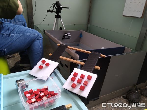 ▲▼台師大發現烏龜優異數感能力媲美巨猿。（圖／台師大提供） 