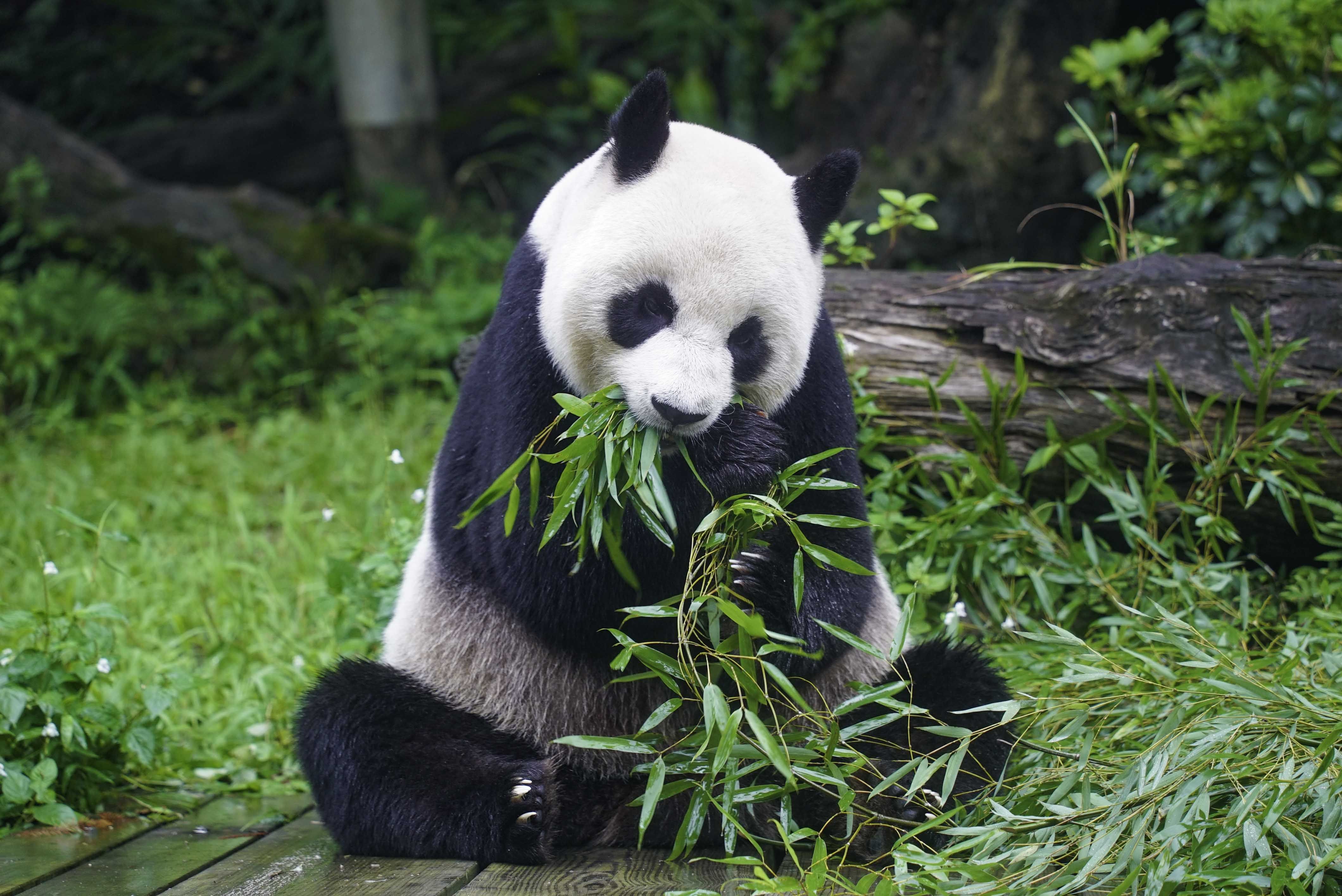 ▲▼大貓熊家族戶外活動預備。（圖／台北市立動物園提供）