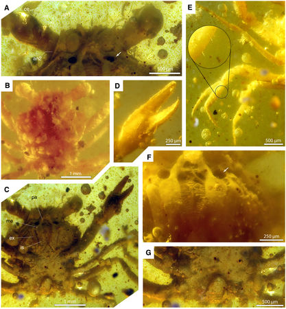 ▲▼1億年琥珀發現完整螃蟹。（圖／翻攝自Science）