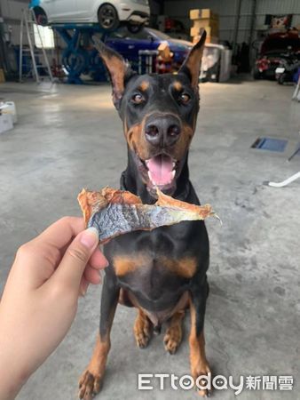 ▲▼調皮杜賓「不敢坐車也不讓坐」惹怒犬下秒...拔腿狂奔。（圖／我是大狗狗授權提供）