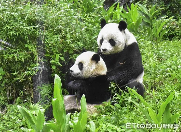 ▲▼大貓熊家族戶外活動預備。（圖／台北市立動物園提供）