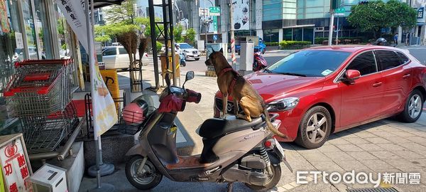 ▲一停好車「狗狗跳上座墊」哀怨等主人　他路過猛偷拍：坐超挺的。（圖／網友蔡明軒提供，請勿隨意翻拍，以免侵權。）