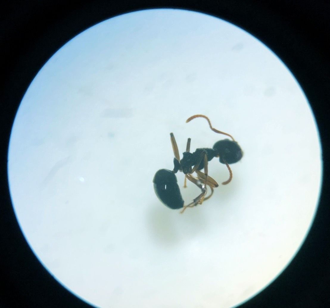 ▲「疣胸琉璃蟻」是台灣本土種蟻類，會從門窗縫隙侵入室內，在隱蔽處築臨時巢，造成民眾生活困擾。(圖／花蓮縣政府提供，下同）