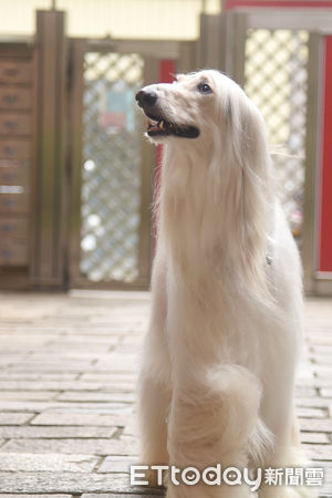 ▲▼阿富汗犬雪白長髮「美翻」　外表個性反差大每天花30分梳毛。（圖／網友冰翠提供）