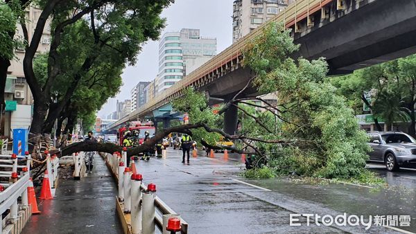 ▲▼台北市23日路樹倒塌壓到一台機車。（圖／記者陳家祥攝）