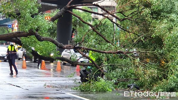 ▲▼台北市23日路樹倒塌壓到一台機車。（圖／記者陳家祥攝）