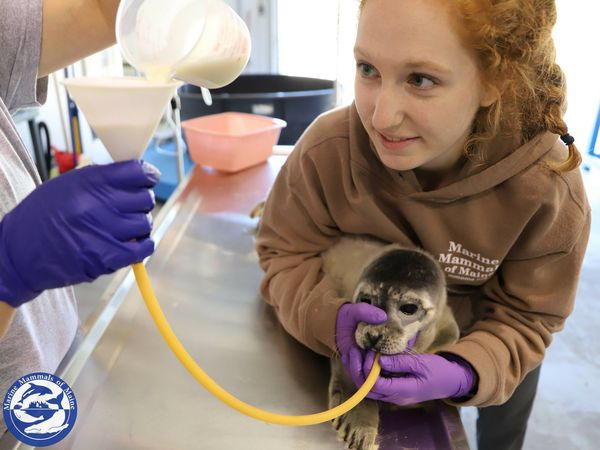 人工照養小海豹。（圖／翻攝自Marine Mammals of Maine）