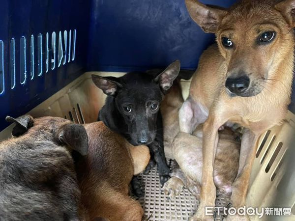 ▲▼彰139縣道流浪犬救援。（圖／流浪犬貓鮮食協會蔡詩涵提供，請勿隨意翻拍，以免侵權。）