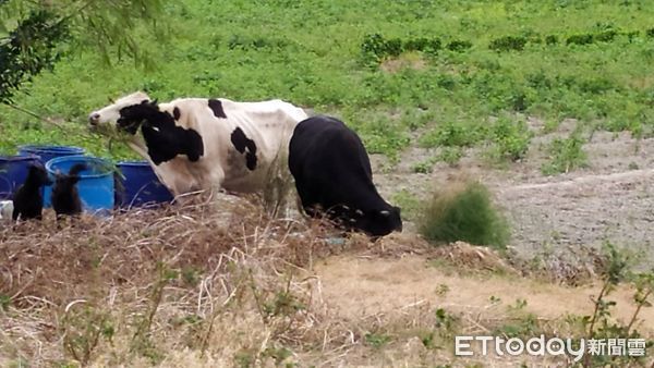 ▲彰化鹿港有3頭牛離家出走。（圖／彰化警方提供）