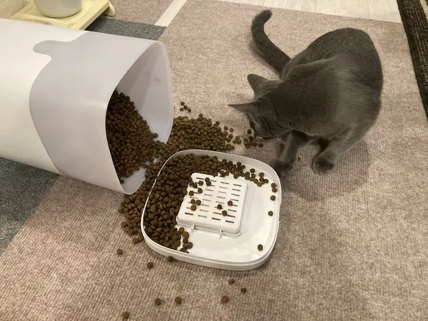 ▲▼日本網有起床發現自動餵食器倒下，寵物貓正在享用「吃到飽」。（圖／翻攝自twitter@saku_russian>）