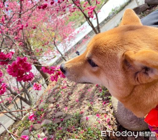 柴柴啃菜菜。（圖／飼主吳芸甄提供）