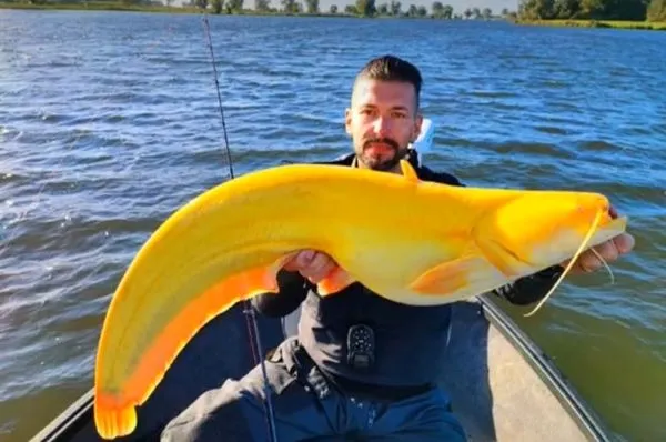 ▲▼德國男子釣到巨大「金黃鯰魚」。（圖／翻攝自@fishingbrothers_offical）