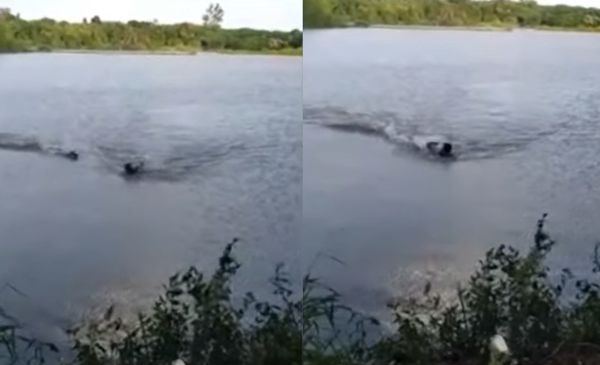 5年沒人下水！大膽男跳湖中游泳　瞬間遭鱷魚追殺「緊咬住手臂」。（圖／翻攝自YouTube／Jornal de Brasília）