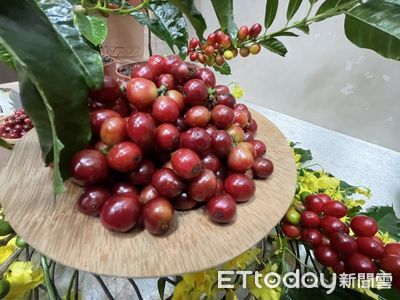 搶攻年800億市場！台灣首支咖啡品種「台農1號」問世　有梅子堅果味