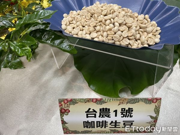 ▲▼台灣第一個本土育成咖啡品種「台農1號」。（圖／記者許展溢攝）