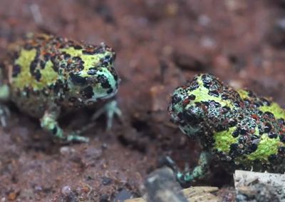 保育員在家等「新冠檢測結果」　墨爾本動物園9隻聖十字蛙死亡