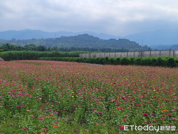 ▲竹山鎮柯仔坑稻田景觀花海季起跑。（圖／竹山鎮公所提供）