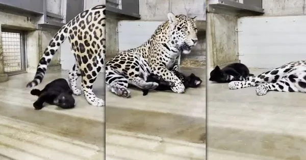 日本動物園於推特分享，園中剛生下雙胞胎豹寶寶的美洲豹Nelia，辛苦又療癒的育兒影片，吸引大量人氣與讚嘆豹媽媽又美又溫柔。（圖片翻攝推特＠kobeojizoo）