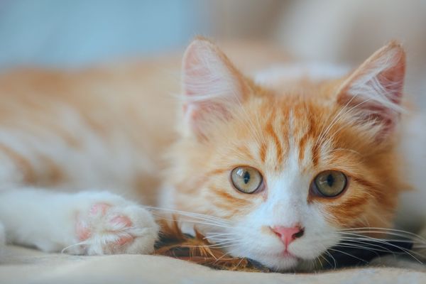 ▲▼網友分享，貓咪對他和和妻子的區別對待。（圖／取自免費圖庫pixabay）