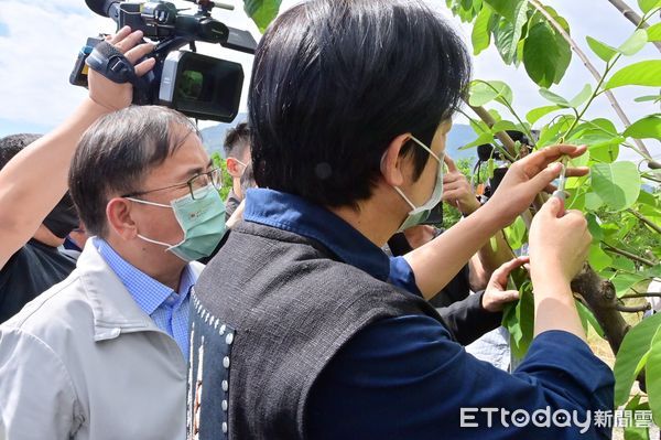 ▲副總統賴清德體驗釋迦授粉工作。（圖／記者楊漢聲翻攝）