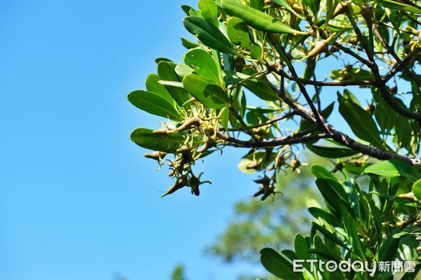 ▲新豐紅樹林,紅毛港紅樹林,新豐旅遊。（圖／記者彭懷玉攝）