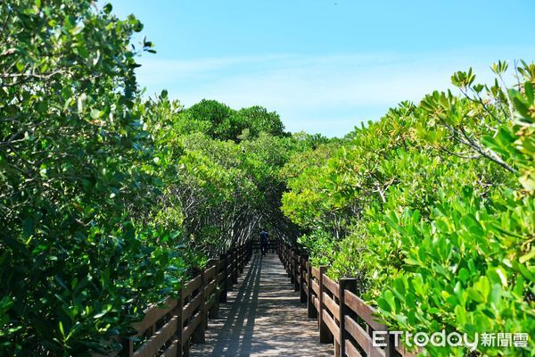 ▲新豐紅樹林,紅毛港紅樹林,新豐旅遊。（圖／記者彭懷玉攝）