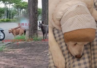 柴柴遭比特犬攻擊 耳斷脖子出洞 惡飼主 老狗了買一隻賠你 Iv Net I娛樂城