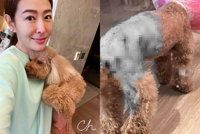 賈永婕愛犬遭咬「改追究責任」　動保處證實：下週一聯繫肇事飼主